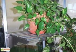 Étagère En Aluminium à Charge Lourde < 40 Kg Pour Serre Palram -Serre Et Potager Soldes Magasin etagere aluminium charge lourde 40kg palram heavy duty shelf kit 4