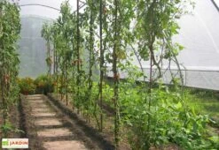 Serre Tunnel Tonneau En Polyéthylène 34 M² - Gothique 7,5 X 4,5 M 5 Serre Tunnel Tonneau En Polyéthylène 34 M² - Gothique 7,5 X 4,5 M -Serre Et Potager Soldes Magasin g45750atc serre tunnel goth 7.5