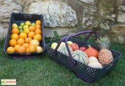 Paniers De Récolte Kajo 20L – 58 X 38 X 15 Cm (lot De 2) -Serre Et Potager Soldes Magasin panier recolte kajo 20 prune